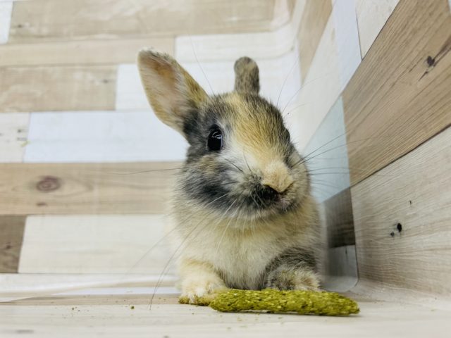 可愛くてキュン♡ネザーランドドワーフ(トーティー)