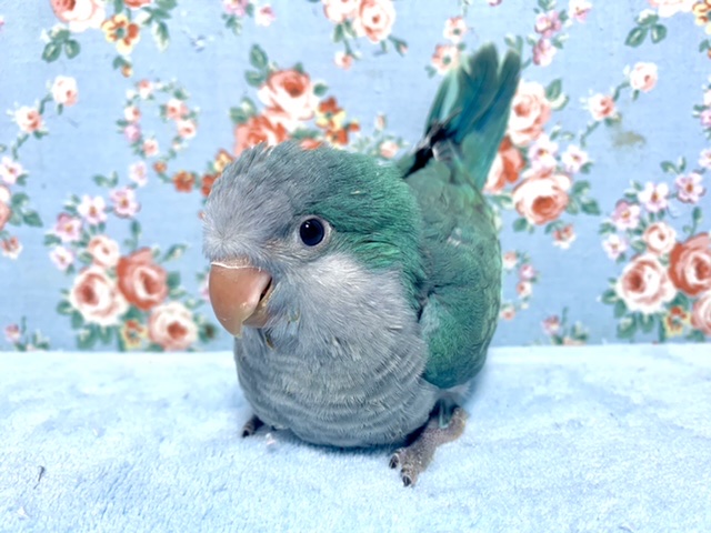 オキナインコ アクアブルー 8月12日