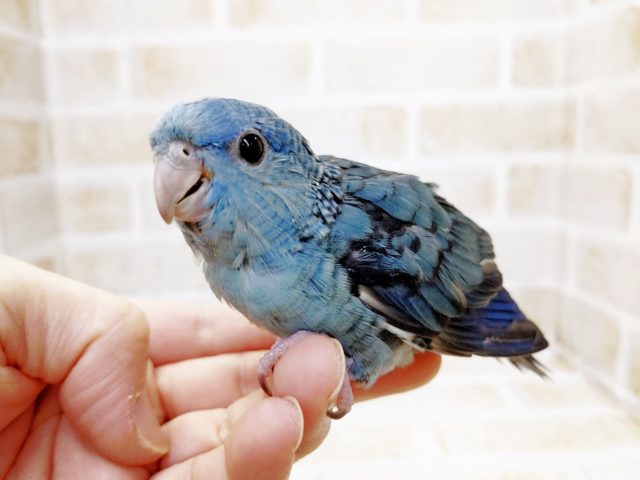 目を引くブルー♪　サザナミインコ（コバルト）　2021年08月15日