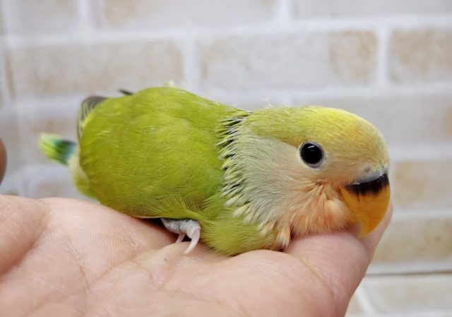 カラフル～　小桜インコ☆タイガーチェリー　2021年08月16日