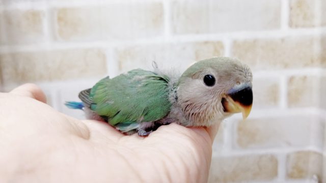 エメラルドグリーンの輝き！小桜インコ☆ブルーチェリー　20221年08月23日
