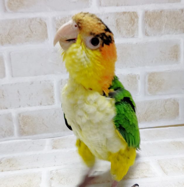 性格よい！シロハラインコ　2021年08月31日