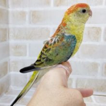 魅力的なカラー　美声インコ☆オパーリン　2021年08月31日