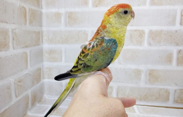 魅力的なカラー　美声インコ☆オパーリン　2021年08月31日