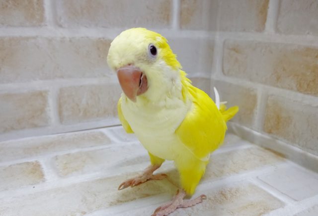 レアカラー　オキナインコ（ルチノー）2021年09月21日