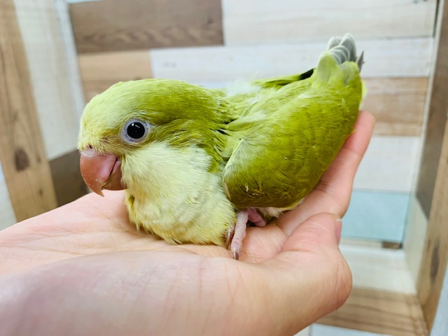 えけえけが可愛い♡オキナインコ(ダークグリーンパリッド)さん☆