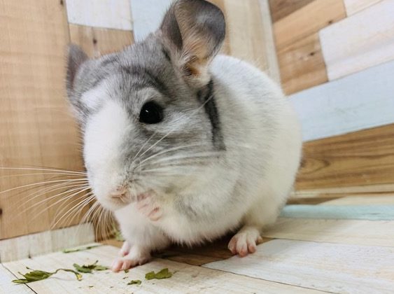 もちもちボディ♪馴れているチンチラ君！！