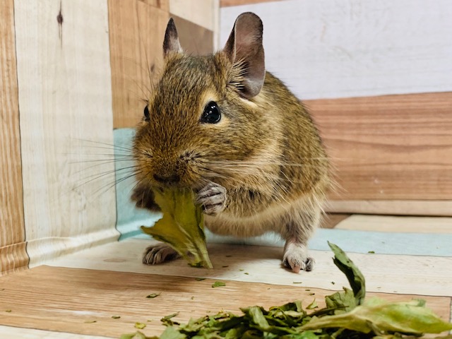 なれる予感！！デグーくん(ノーマル)入舎☆