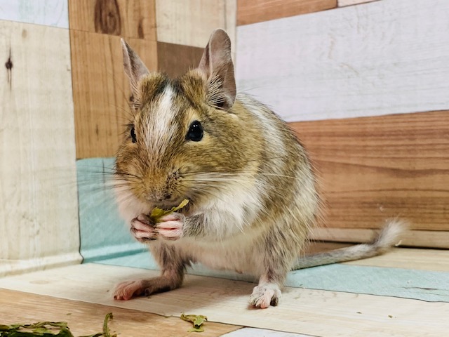 回し車大好き！デグー(パイド)くん入舎☆