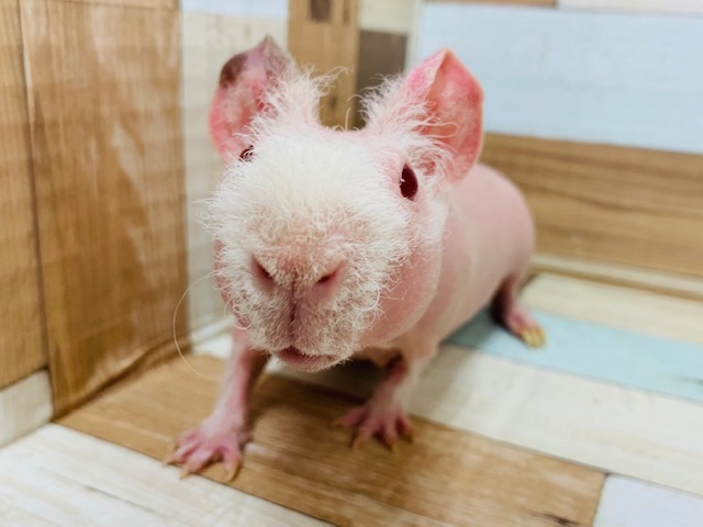 豚さん？！スキニーギニアピッグくん☆