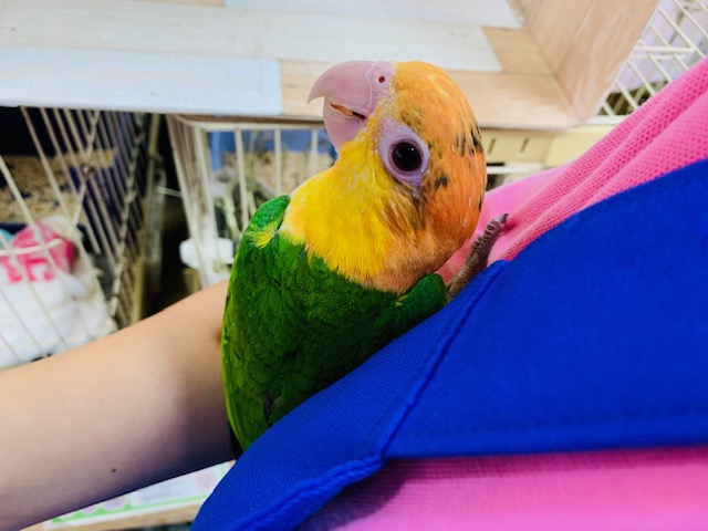 にぎころできます♪シロハラインコさん♡