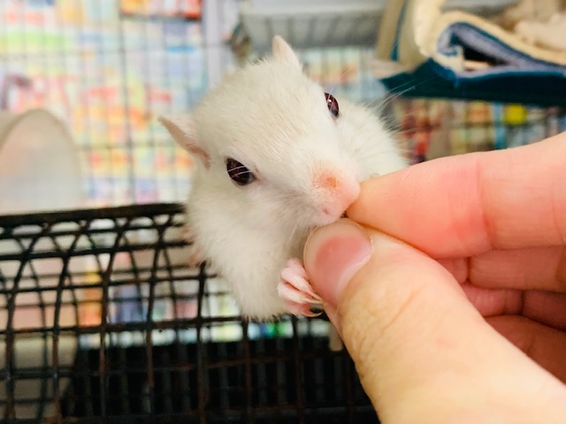 ぐいぐい来ます!!ホワイトシマリスくん♪