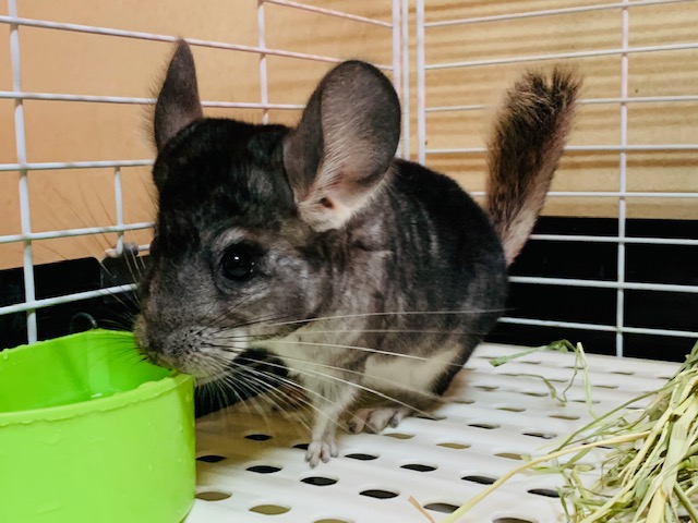 美人さん♡人気カラーのチンチラ(グレー)ちゃん！