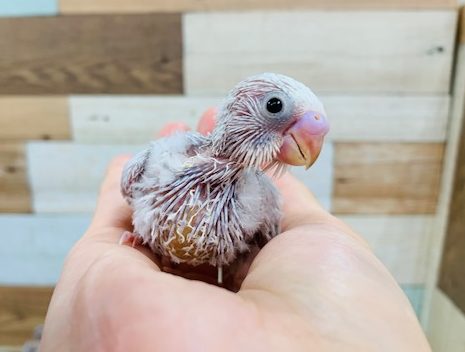 定番人気になりつつあります！ライラックセキセイさん♪