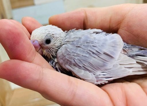 人気カラー☆ライラックセキセイさんがきましたよ♪