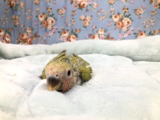 シナモンカラ～　　８／６撮影