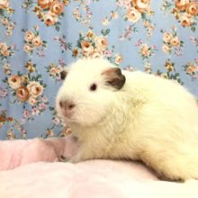 プイプイ兄弟！！　長男サイズ　　８／１4撮影