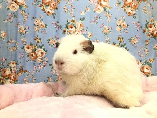 プイプイ兄弟！！　長男サイズ　　８／１4撮影