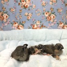 チビチビブラザーズ入舎　８／２０撮影