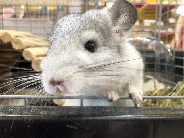 きっと馴れてくれるかな？　８／２５撮影