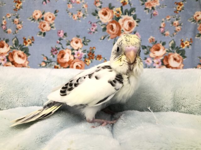 大人気カラー4色　８／３０撮影