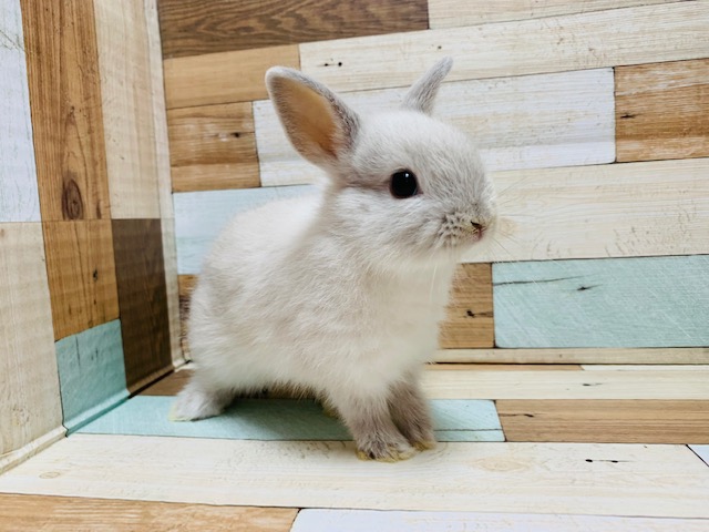 お顔が詰まってます!!ドワーフラビットちゃん♡