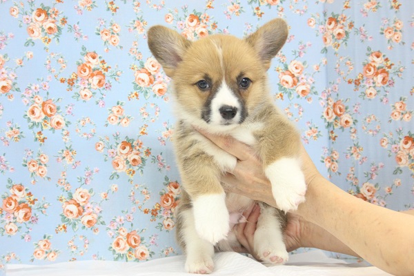 元気い～っぱい❣コーギーくんです★♂