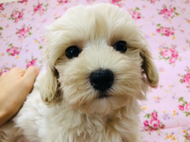 マイナスイオン出してます？マルプーちゃんきたよ！