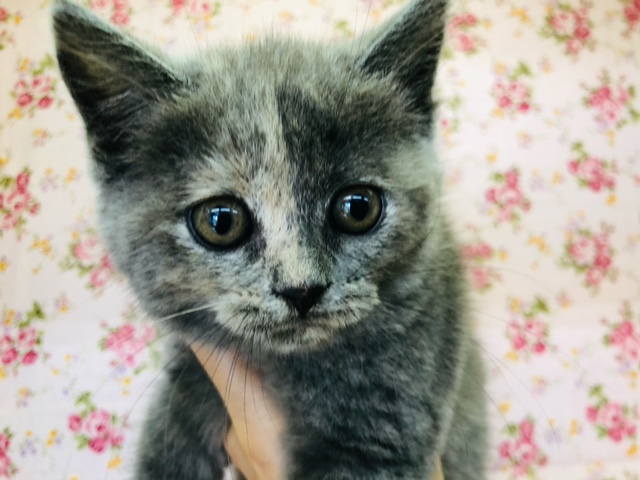 甘えん坊ちゃん！スコティッシュ☆