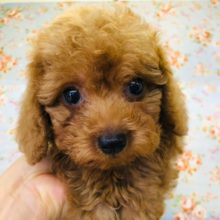 ぬいぐるみみたい～！プードルくんきたよ！