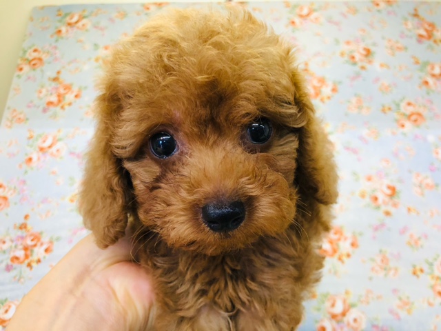 ぬいぐるみみたい～！プードルくんきたよ！