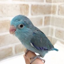 人気のブルー！マメルリハ