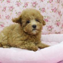 モフモフわたあめ！MIX（トイプードル×マルチーズ）・女の子！