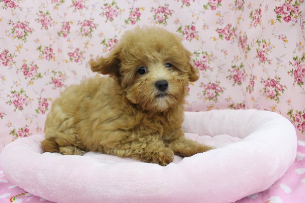 モフモフわたあめ！MIX（トイプードル×マルチーズ）・女の子！