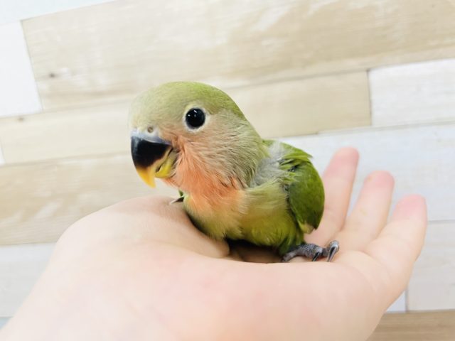 ラブバーーーーード♥️コザクラインコヒナ(ノーマル)