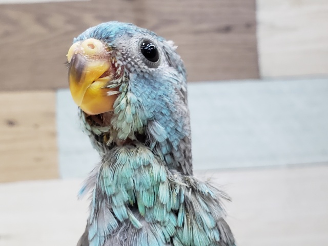 綺麗なブル～、美声インコ