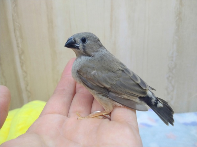 鳴き声はニ〜ニ〜！キンカ鳥ヒナいますよ〜