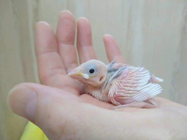 早くもやって来ました！白文鳥ヒナ〜