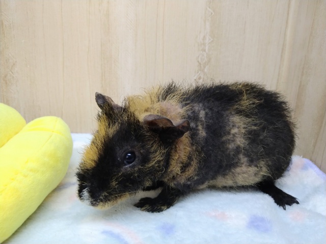 ちょっと変わったスキニーギニアピッグ！ウェアウルフさんいますよ〜