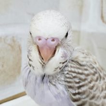 美！！ジャンボセキセイインコ