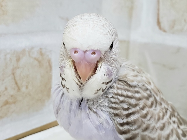 美！！ジャンボセキセイインコ