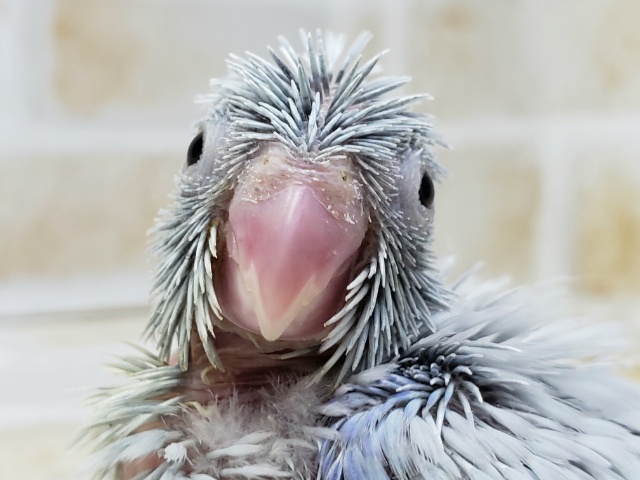 美！！マメルリハアメリカンホワイト