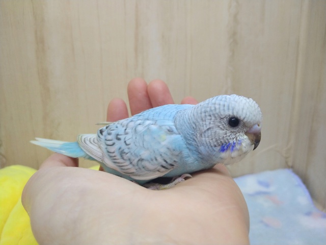 爽やかカラーのセキセイさん来ましたよ〜