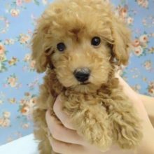 動きが可愛すぎ～♡トイプードル 男の子♪