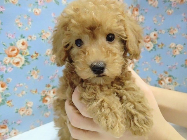 動きが可愛すぎ～♡トイプードル 男の子♪