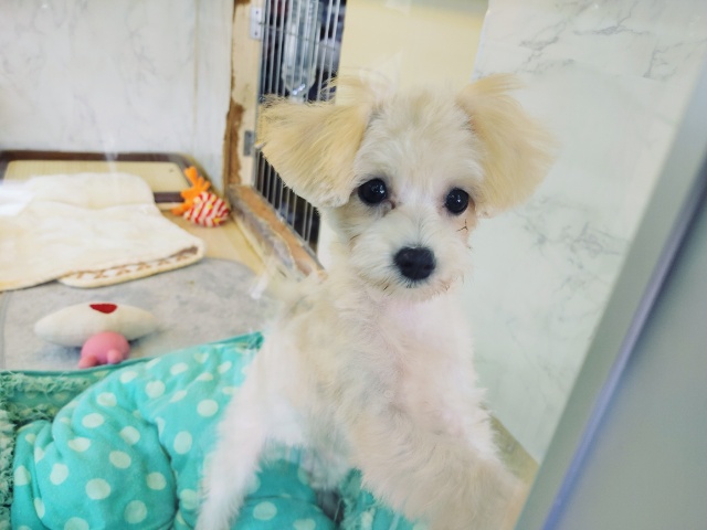 最新画像更新！！おもちゃ持ってきてくれる♥️水遊び大好き！？おてんばガール♡ミックス犬(マルプー)