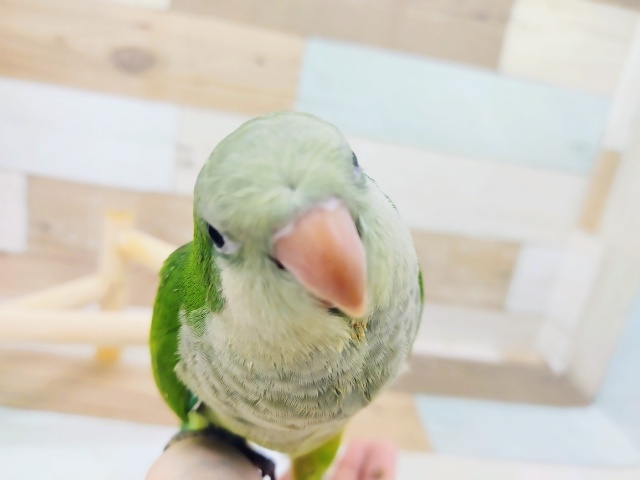 オキナインコのヒナ(ノーマル)！！入荷いたしました～♡