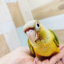 ホオミドリウロコインコさん入荷～！！(パイナップル)