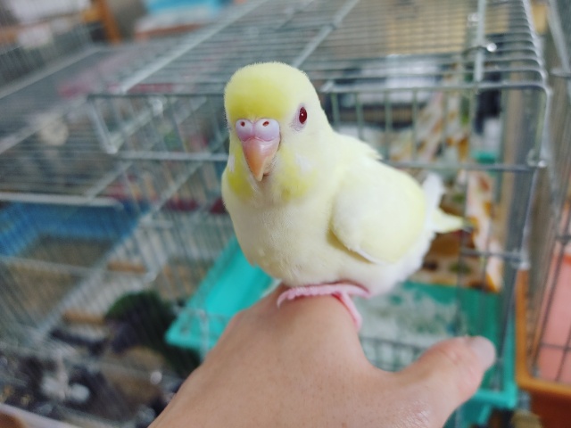 最新画像更新！！！やっぱり素敵。クリームルチノーセキセイ