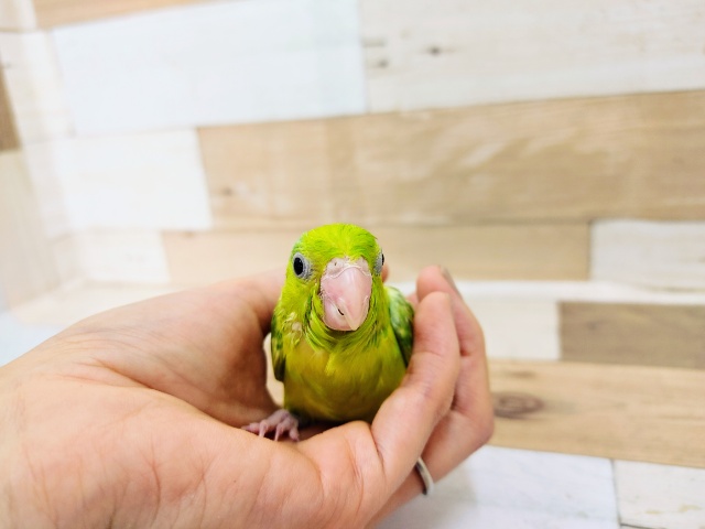 色変わりのマメルリハさん入荷しています！💓